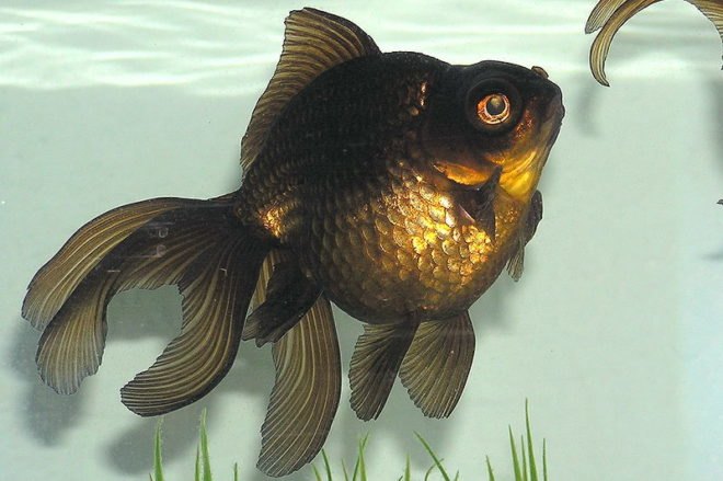 artificial bones, Tokyo Institute of Technology, Japan, fish collagen, fish scales, bone tissue out of fish scales, bone tissue, tilapia, collagen