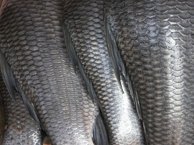 artificial bones, Tokyo Institute of Technology, Japan, fish collagen, fish scales, bone tissue out of fish scales, bone tissue, tilapia, collagen