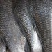 artificial bones, Tokyo Institute of Technology, Japan, fish collagen, fish scales, bone tissue out of fish scales, bone tissue, tilapia, collagen
