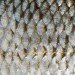 artificial bones, Tokyo Institute of Technology, Japan, fish collagen, fish scales, bone tissue out of fish scales, bone tissue, tilapia, collagen