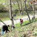 Wildman Steve Brill Foraging Tour, Father's Day NYC, father's day, father's day gift ideas, father's day activities, father's day things to do in nyc, nyc events, things to do nyc, green events, green events nyc, green things to do for father's day, nyc activities