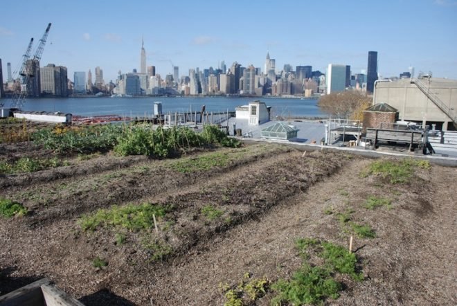 hunts point, food distribution, rooftop farm, rooftop farm nyc, rooftop farm bronx, green building, sustainable food