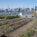hunts point, food distribution, rooftop farm, rooftop farm nyc, rooftop farm bronx, green building, sustainable food