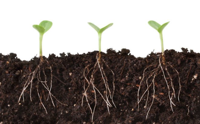 roots, plant communication, plants talk to each other, gagliano plants, botany, ents, plants talk