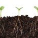 roots, plant communication, plants talk to each other, gagliano plants, botany, ents, plants talk
