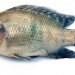 artificial bones, Tokyo Institute of Technology, Japan, fish collagen, fish scales, bone tissue out of fish scales, bone tissue, tilapia, collagen