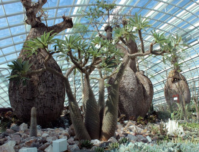 gardens by the bay, supertrees, singapore, grant associates, vertical gardening, solar technology, bay south garden, biofuels, photovoltaics, solar, sustainable architecture, green architecture,