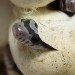 snake egg, snake emerging from an egg, egg, speckled egg, snake eggs
