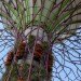 gardens by the bay, supertrees, singapore, grant associates, vertical gardening, solar technology, bay south garden, biofuels, photovoltaics, solar, sustainable architecture, green architecture,