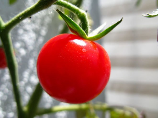 green design, eco design, sustainable design, dinosaur extinction, meteorite, tomato ancestors