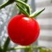 green design, eco design, sustainable design, dinosaur extinction, meteorite, tomato ancestors