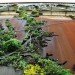 Watershed Wall, Toronto, Ferruccio Sardella, Evergreen Brick Works, Living Wall