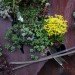 Watershed Wall, Toronto, Ferruccio Sardella, Evergreen Brick Works, Living Wall