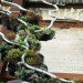 Watershed Wall, Toronto, Ferruccio Sardella, Evergreen Brick Works, Living Wall