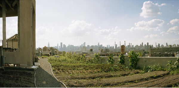 Five Borough Farm Study, Design Trust for Public Space, urban agriculture in New York, grassroots-led Farm and garden initiatives, urban design, public space, green public space, sustainable design, environmental design, urban farms, nyc urban garden policy