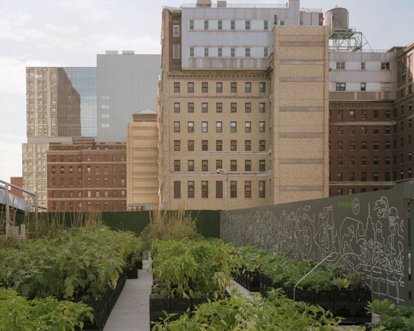 Five Borough Farm Study, Design Trust for Public Space, urban agriculture in New York, grassroots-led Farm and garden initiatives, urban design, public space, green public space, sustainable design, environmental design, urban farms, nyc urban garden policy