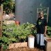 Five Borough Farm Study, Design Trust for Public Space, urban agriculture in New York, grassroots-led Farm and garden initiatives, urban design, public space, green public space, sustainable design, environmental design, urban farms, nyc urban garden policy