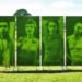 Ackroyd & Harvey, grass photograph, Heather Ackroyd, Dan Harvey, grass art, Face to Face