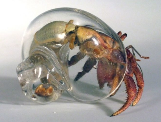 robert dugrenier, glass blowing, glass, hermit crabs, crabitats, shelters, marine life