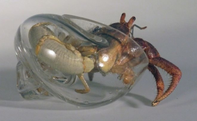 robert dugrenier, glass blowing, glass, hermit crabs, crabitats, shelters, marine life