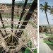 El Mirador de la Palmera, Joaquín Alvado Bañón, Variation Guggenheim 3, Daya Vieja, Spain, palm trees