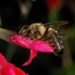 honeybees, bees, black bees, bee population, bee mites, bibba, british bees, extinct, british climate
