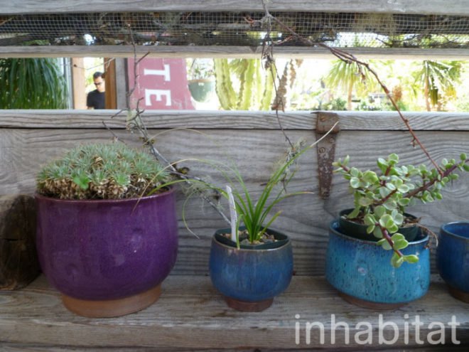 inhabitat, flora grubb, flora grubb gardens, inhabitat tour, gardening, eco gardening, living walls
