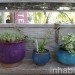 inhabitat, flora grubb, flora grubb gardens, inhabitat tour, gardening, eco gardening, living walls