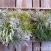 inhabitat, flora grubb, flora grubb gardens, inhabitat tour, gardening, eco gardening, living walls