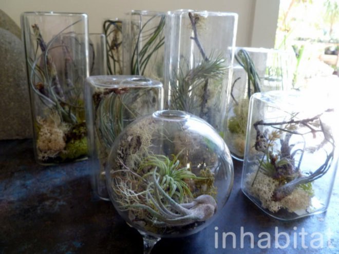 inhabitat, flora grubb, flora grubb gardens, inhabitat tour, gardening, eco gardening, living walls