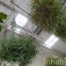 inhabitat, flora grubb, flora grubb gardens, inhabitat tour, gardening, eco gardening, living walls