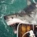 great white shark, shark attacks, protected species, ICUN, Ministry of fisheries, Australian Ministry of Fisheries, Great White Shark attack, ben linden, fatal shark attack