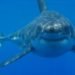 great white shark, shark attacks, protected species, ICUN, Ministry of fisheries, Australian Ministry of Fisheries, Great White Shark attack, ben linden, fatal shark attack