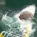 great white shark, shark attacks, protected species, ICUN, Ministry of fisheries, Australian Ministry of Fisheries, Great White Shark attack, ben linden, fatal shark attack