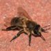 honeybees, bees, black bees, bee population, bee mites, bibba, british bees, extinct, british climate