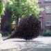 Jaakko Pernu, finland, Oulu, willow, public sculptures, biodegradable materials, temporary, branches, Botanical, Green Materials, Urban design, Recycling / Compost, Landscape Architecture