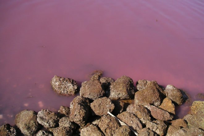 lake retba, lac rose, micro algae, pink waters, senegal, pink lake, tourist attraction