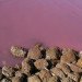 lake retba, lac rose, micro algae, pink waters, senegal, pink lake, tourist attraction