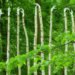 Olga Ziemska, Sculpture, nature art, natural art, Listen