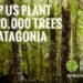 reforest patagonia, chilean forest, chile, forest, deforestation, wildfires, patagonia, forestry scheme, trees, google maps