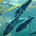 pink salmon, king salmon, sockeye salmon, underwater salmon, aquarium salmon