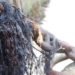 algae-based biofuel plant, brazil biofuel, seaweed biofuel, SAT, Pernambuco, ethanol production, biofuel production, algae biofuel