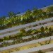 eco home, green wall, natural cooling, Vietnam daylighitng, urban home design,