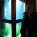 environment,design,culture,fish,food,art,climate change,recycle,cities,light,france,reuse,aquarium,cellphone,image of the day,benoit deseille,benedetto bufalino,festival of light,lyon,phone booth,good pets