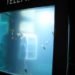 environment,design,culture,fish,food,art,climate change,recycle,cities,light,france,reuse,aquarium,cellphone,image of the day,benoit deseille,benedetto bufalino,festival of light,lyon,phone booth,good pets