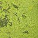 algae-based biofuel plant, brazil biofuel, seaweed biofuel, SAT, Pernambuco, ethanol production, biofuel production, algae biofuel