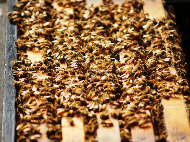 bee population, colony collapse, bee hive, bee keeping, pollinator protection