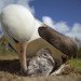 midway film, chris jordan, pacific patch, environmental documentary, garbage patch, albatross impact, kickstarter campaign, green design, sustainable design