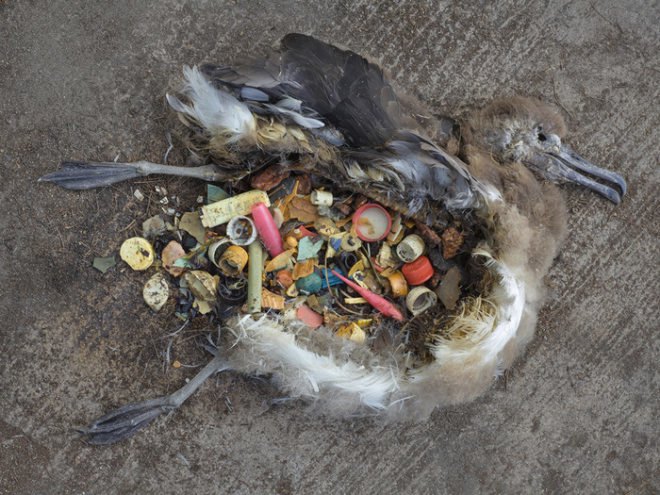 midway film, chris jordan, pacific patch, environmental documentary, garbage patch, albatross impact, kickstarter campaign, green design, sustainable design