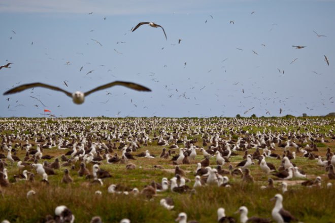 midway film, chris jordan, pacific patch, environmental documentary, garbage patch, albatross impact, kickstarter campaign, green design, sustainable design